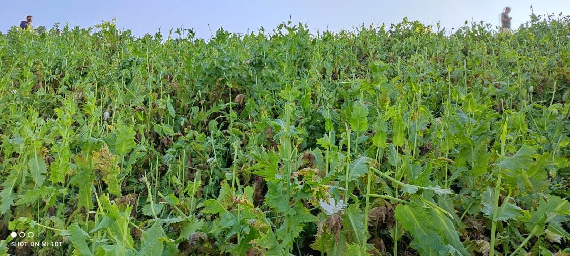NBirenSingh's tweet photo. Zero tolerance for any illicit drugs related activities in Manipur

A combined team of Ukhrul Police, 6th MR &amp; NAB destroyed a poppy plantation of 70 acres at Thawai Kuki range. Under the War on drugs initiative, thousands of acres of poppy plantations have been destroyed so far. https://t.co/lsCRvde8Eu