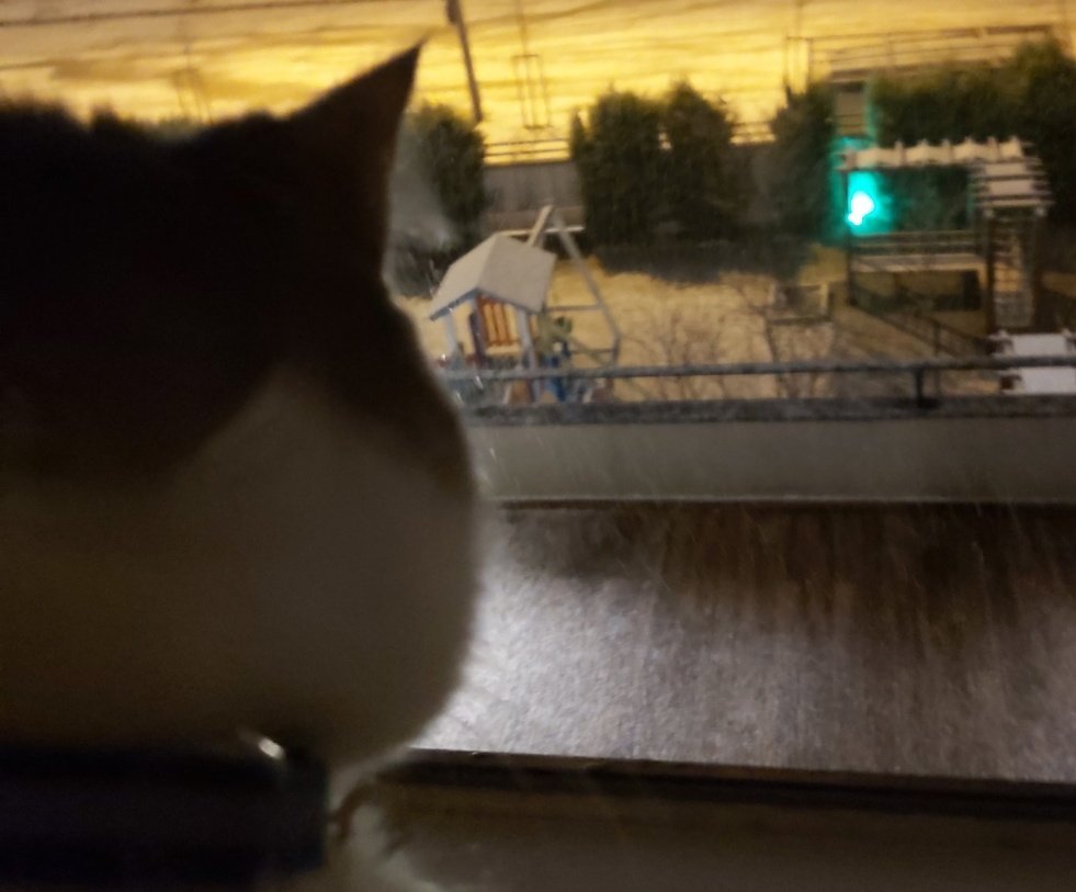 🕊🖤 tweet media