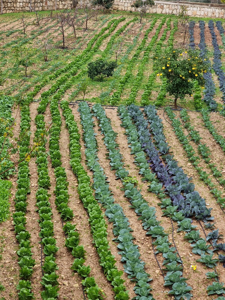 قطفة الخس اليوم رايحة للدكاكين بالضيع المجاورة