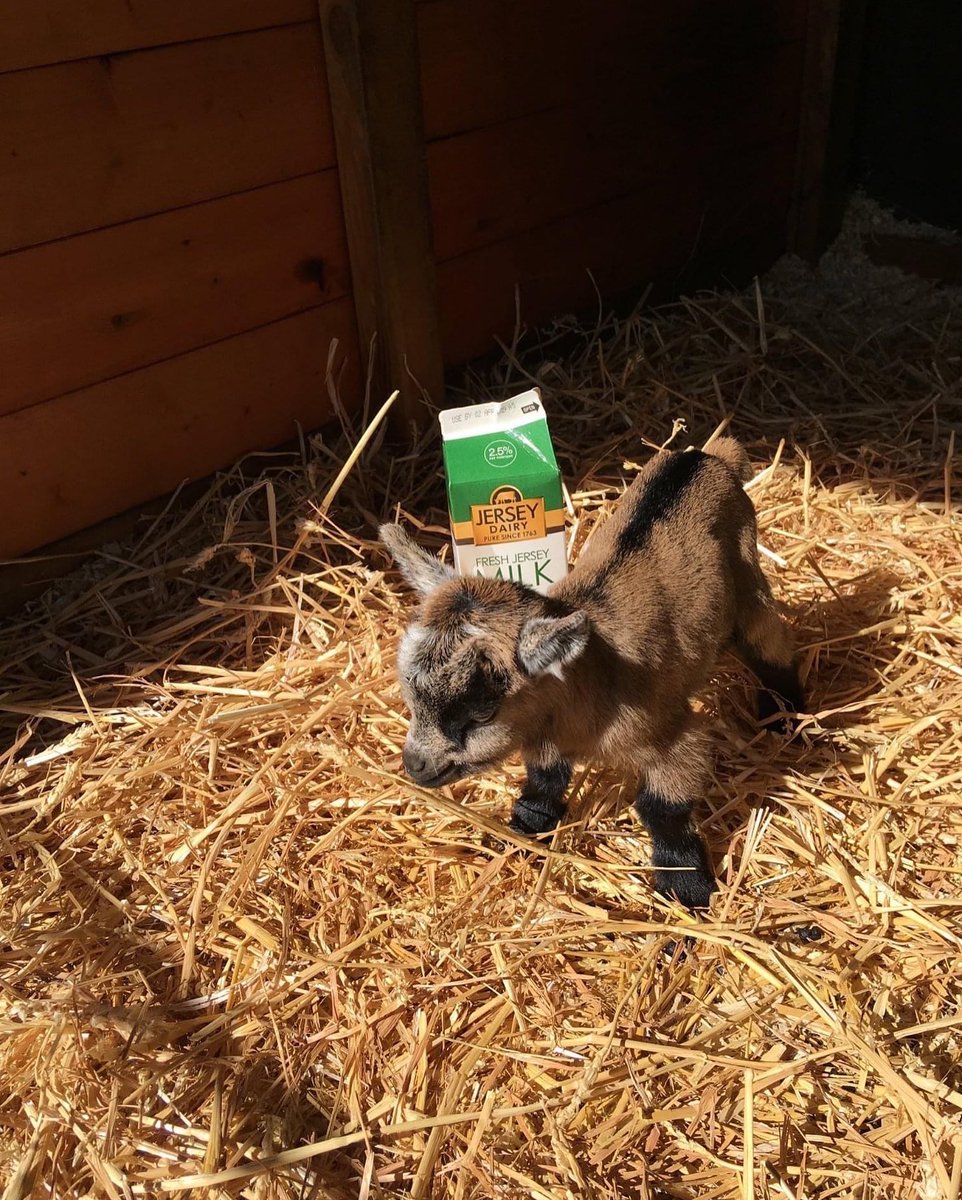 GenuineJsy's tweet photo. We’re keen to make this #BlueMonday as joyful as possible… and we’re not sure there’s anything much more joyful than an image of a Pygmy goat, guaranteed to make you smile. Have a great day. https://t.co/u1JPdZEEsU