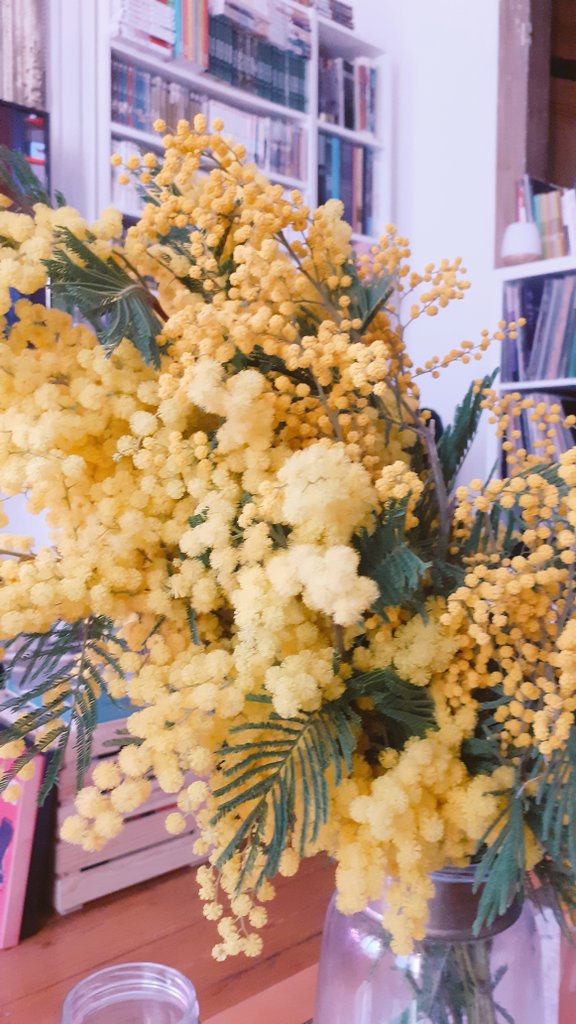 TheCleox's tweet photo. Mimosa day 🏵 https://t.co/rdqIpgVCMl