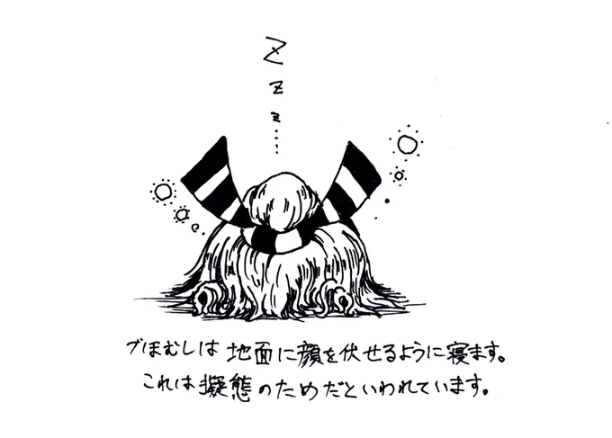 づほむしの生態レポート46 #づほむし 