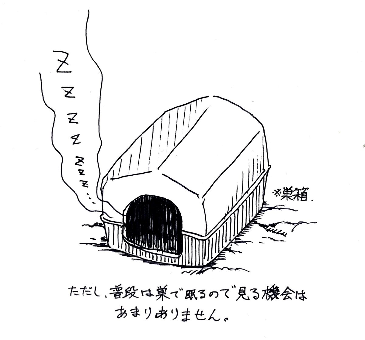 づほむしの生態レポート46 #づほむし 