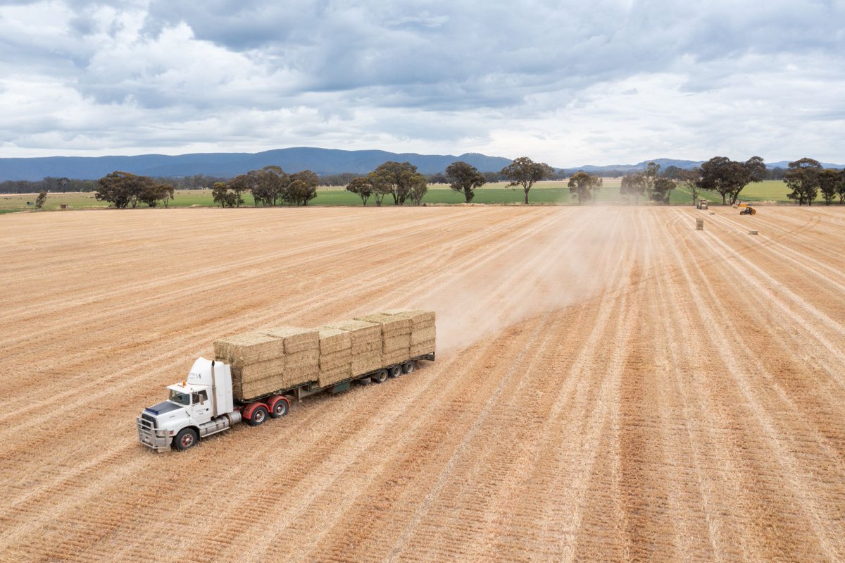 AgriFuturesAU's tweet photo. Building and retaining #exportmarkets, increasing productivity and #profitability of high-quality export-grade fodder and innovation across the #supplychain are focus areas for @AgrifuturesAU #ExportFodder open call for research, closing 17 Feb 2022 > https://t.co/3koR2Smfzw https://t.co/kgPX3R6cgC