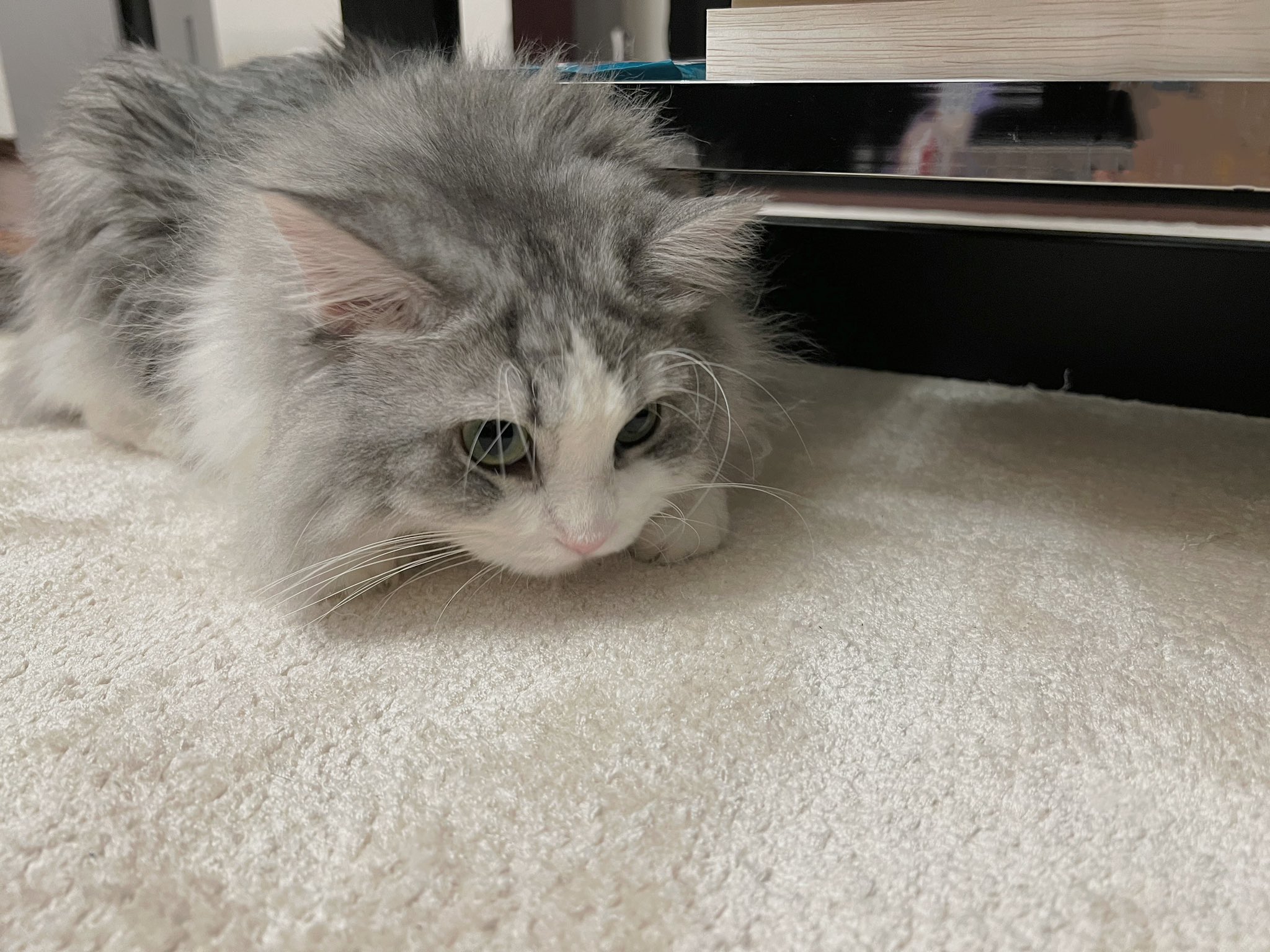 まふまふ かず 2007 2008 KAWASAKI NINJA ZX6R EXHAUST MID PIPE HEAT SHIELD