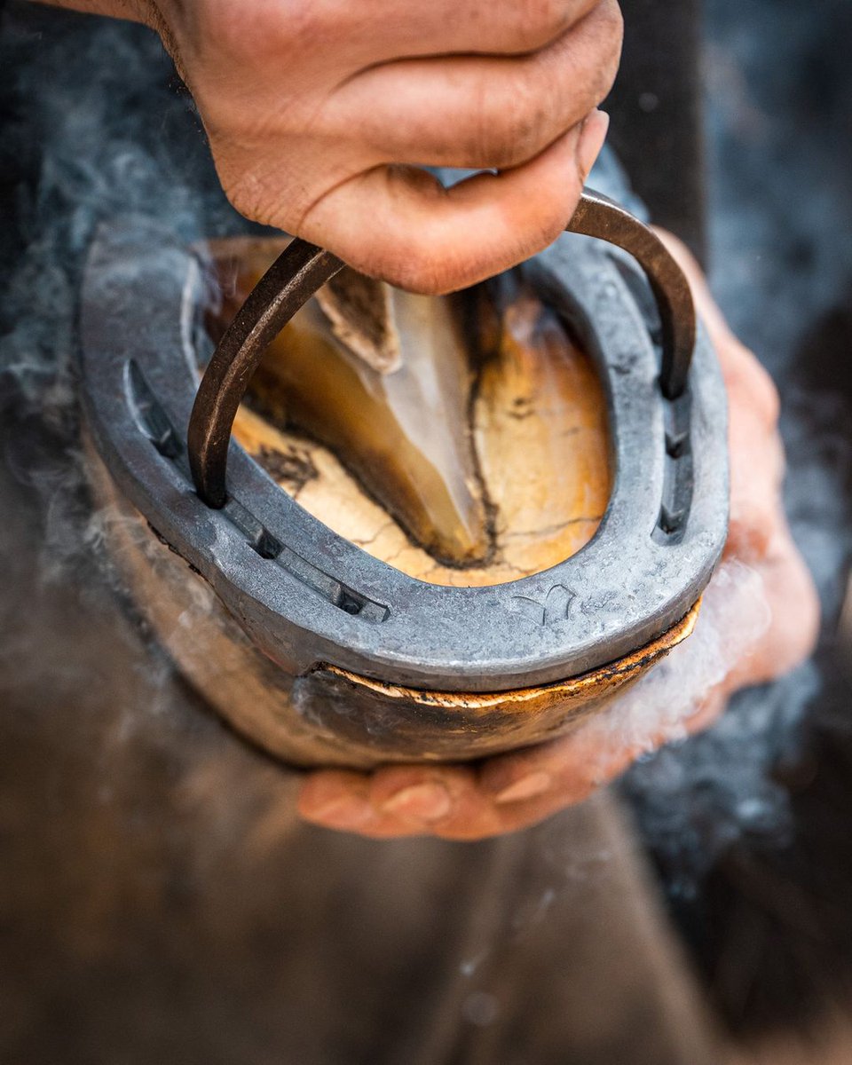 Effective nail hole positioning, strong portional clips and advanced durability.
The #MustadLibero is the most versatile #horseshoe for leisure &amp; sport.

Learn more: bit.ly/3DbBenA