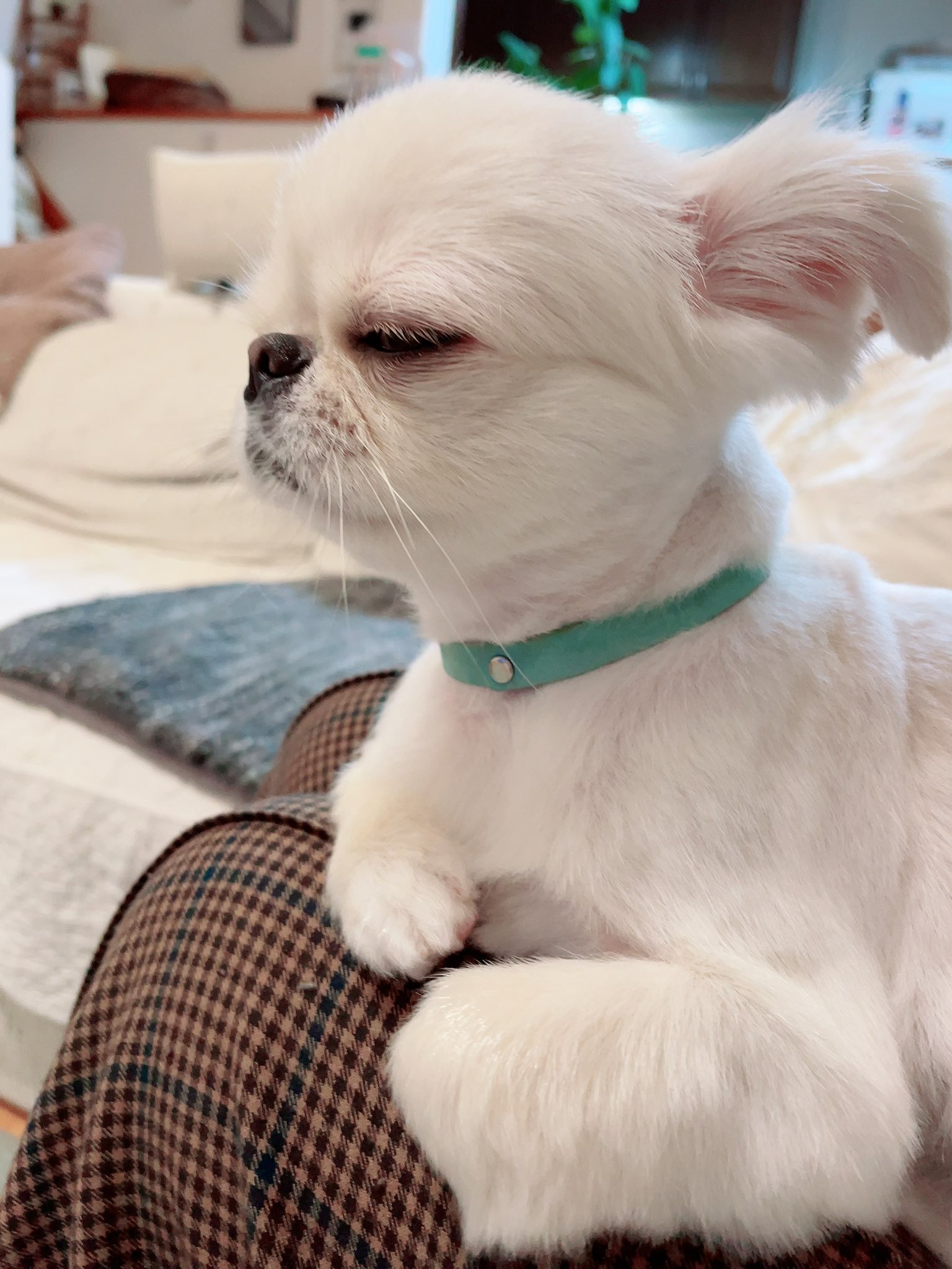 Oonoaki Boo Twitter