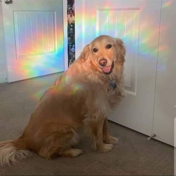 malacarasev's tweet photo. ESTE PERRO ACABA DE BENDESIR TU SEMANA ENHORABUENA https://t.co/VIXCTfsIWs