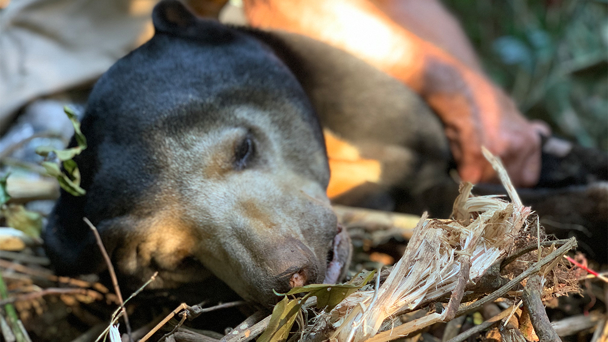 WildlifeRescue's tweet photo. The bear’s injuries were treated before she was transported to the Phnom Tamao Wildlife Rescue Centre where she is now rehabilitating.
#bear #sunbear #animalrescue #rescue #wildlife #animalrehab #Cambodia #wildlifealliance https://t.co/CrJqSWjPTV