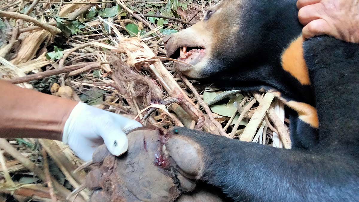 WildlifeRescue's tweet photo. The bear’s injuries were treated before she was transported to the Phnom Tamao Wildlife Rescue Centre where she is now rehabilitating.
#bear #sunbear #animalrescue #rescue #wildlife #animalrehab #Cambodia #wildlifealliance https://t.co/CrJqSWjPTV
