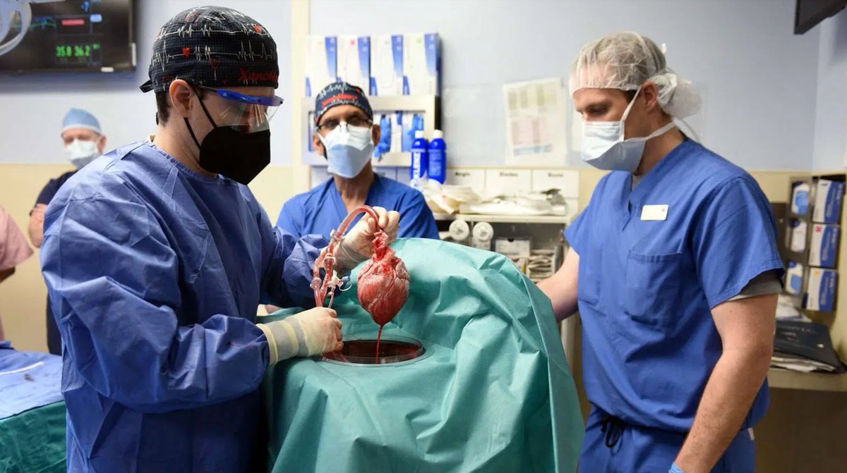 backtoscience_'s tweet photo. 1️⃣🫀[#Chirurgie]  Il reçoit un #coeur de porc génétiquement modifié 😦https://t.co/jbHG7LxUPU

👉 Un patient américain de 57 s’est vu transplanté le coeur d’un porc. Une première mondiale qui pourrait aider à lutter contre la pénurie d’organes dans le monde

#BackToScience 🚀 https://t.co/aARY0TRBd7