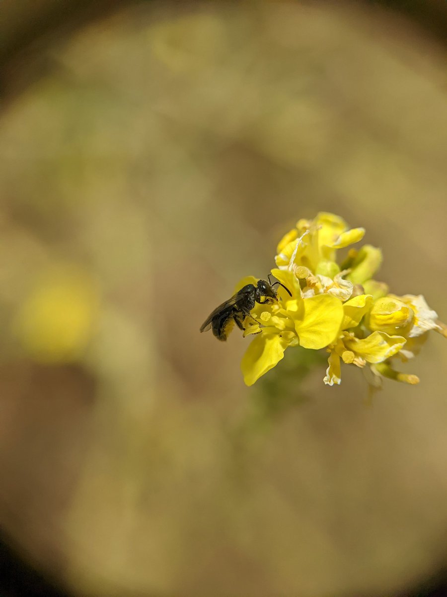 plantedhistory's tweet photo. There has been plenty of work on woody invasives as refuges for native fauna (and foxes, natch), but has anyone bravely looked into native pollinator relationships with weeds? Are there situations where we might selectively keep exotics that are supporting insect numbers? https://t.co/gSN2sjbgTU
