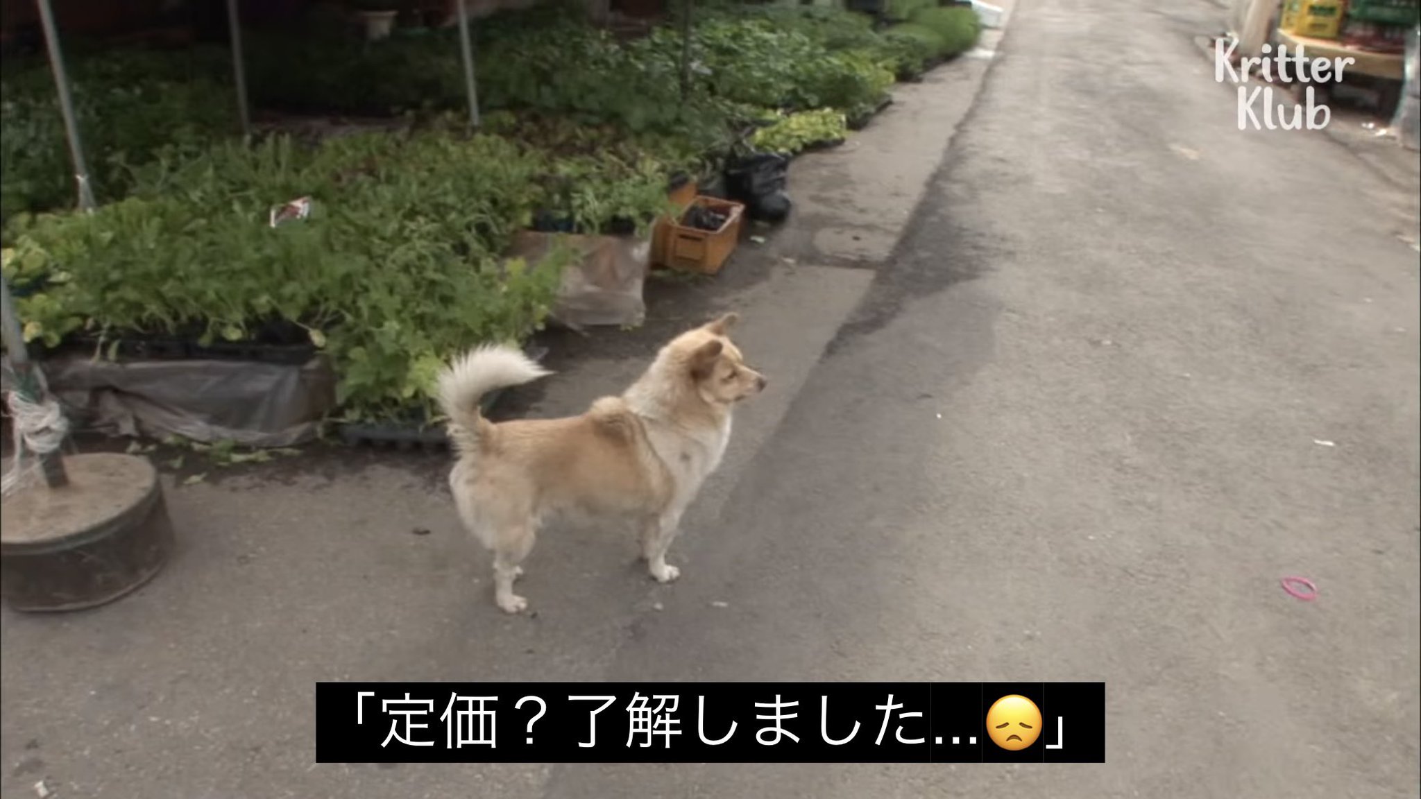かつさんど。　他の方は購入不可❌ 🐷カーンカーン🍨 on X: 