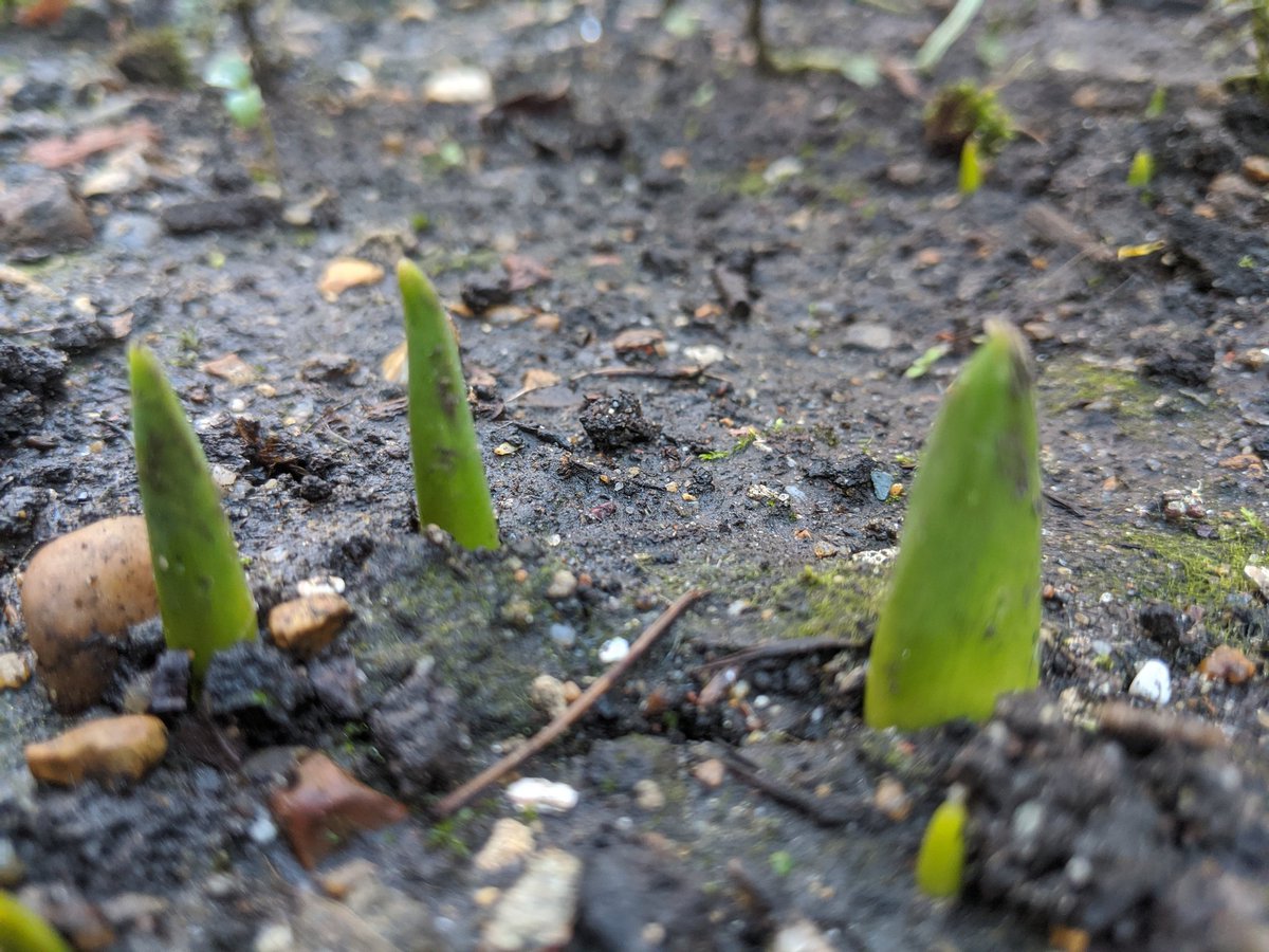 Tulip bulbs for #adasalter are pushing through at Huberd House #se1 with thanks <a href="/BermondseyGreen/">Greener Bermondsey</a> <a href="/martin_dixon/">Martin Dixon</a>  <a href="/zoeyavarose/">Elaine</a> @Brundn629 <a href="/AnnaBayraktar/">Anna Bayraktar</a> #TabardGardensEstate 🌷🌷🌷#springiscoming #signsofspring