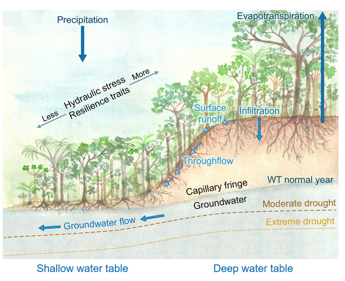 Marielle N Smith (@marielle_smith1) on Twitter photo Could shallow water table regions of Amazonia act as large-scale hydrological refugia from drought? We think so! For more, check out our new <a href="/NewPhyt/">New Phytologist</a> Tansley Review (1/5):
nph.onlinelibrary.wiley.com/doi/10.1111/np…
Flávia Costa <a href="/jschietti1/">jschietti</a> <a href="/Copa_do_Jatoba/">Scott C Stark</a> <a href="/MSU_Forestry/">MSU Forestry</a> Could shallow water table regions of Amazonia act as large-scale hydrological refugia from drought? We think so! For more, check out our new <a href="/NewPhyt/">New Phytologist</a> Tansley Review (1/5):
nph.onlinelibrary.wiley.com/doi/10.1111/np…
Flávia Costa <a href="/jschietti1/">jschietti</a> <a href="/Copa_do_Jatoba/">Scott C Stark</a> <a href="/MSU_Forestry/">MSU Forestry</a>