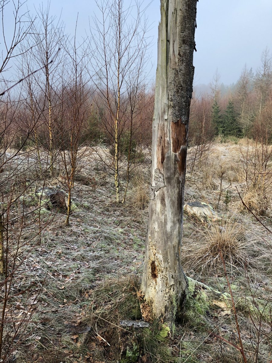 miccarlsen's tweet photo. Vinter=billepillertid. Fandt en 3,6 mm barkbille (Hylastes sp. Kold men ikke død!) dybt i bunden af stående død stamme. Lille men sjov snudebille. Lever sit liv i barken på døde rødder/stammer/grene, hvor den skaber livsbetingelser for svampe, mider, mv. #biodiversitet #dødtved https://t.co/YfT9JCCb5B