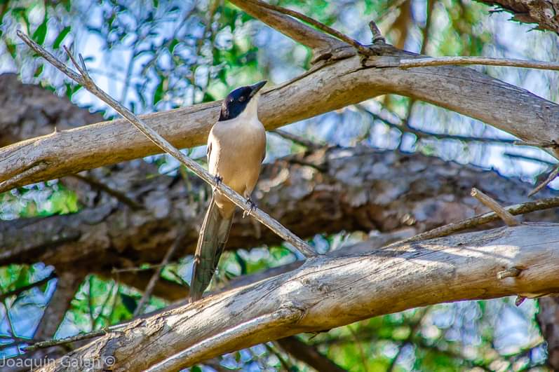 JoaquinGalanEs's tweet photo. Un #RabilargoIbérico (Cyanopica cooki)
en el #ParqueOromana de #AlcalaDeGuadaira #Rabilargo
#Naturaleza #Pajaros #avistamientodeaves #aves #birding #avistamientodeaves #birding #pajaros #avesdeespaña #PhotoHour 🐦 https://t.co/xqYC0qk4DC