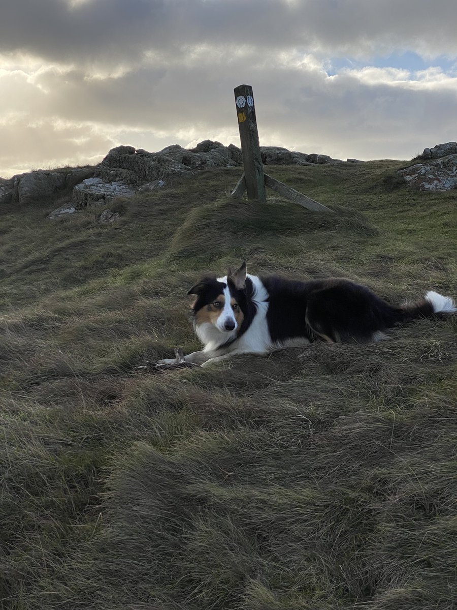 Angel Nemo Newfoundland tweet media
