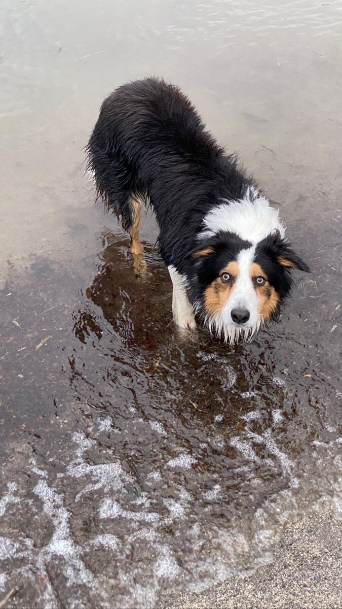 Angel Nemo Newfoundland tweet media