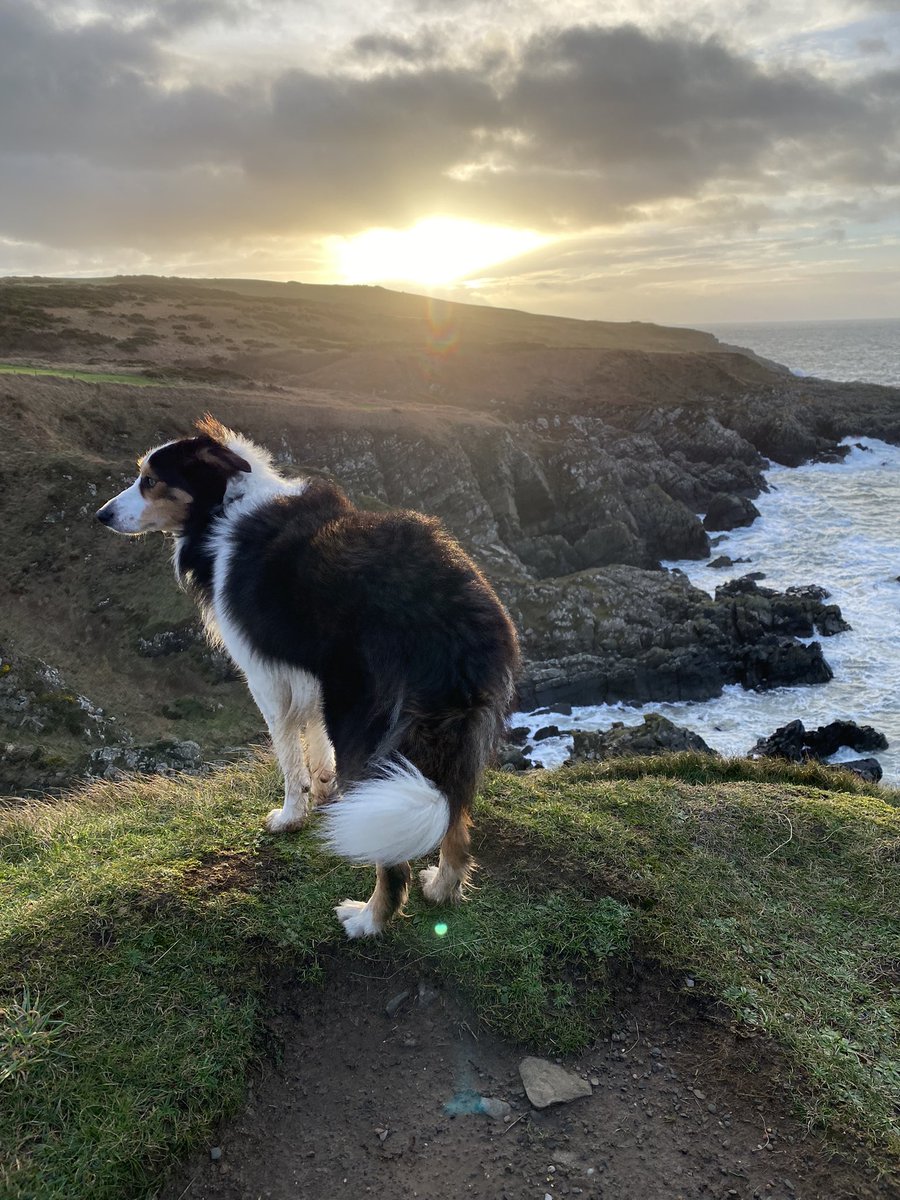 Angel Nemo Newfoundland tweet media