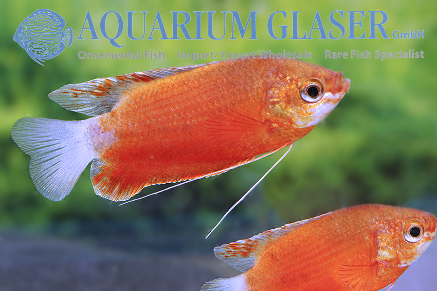 aquariumglaser's tweet photo. #Colisa #labiosa #Ruby #Red
find more details and pics @ https://t.co/kgExUnuDLM https://t.co/PWdU9B06Cx