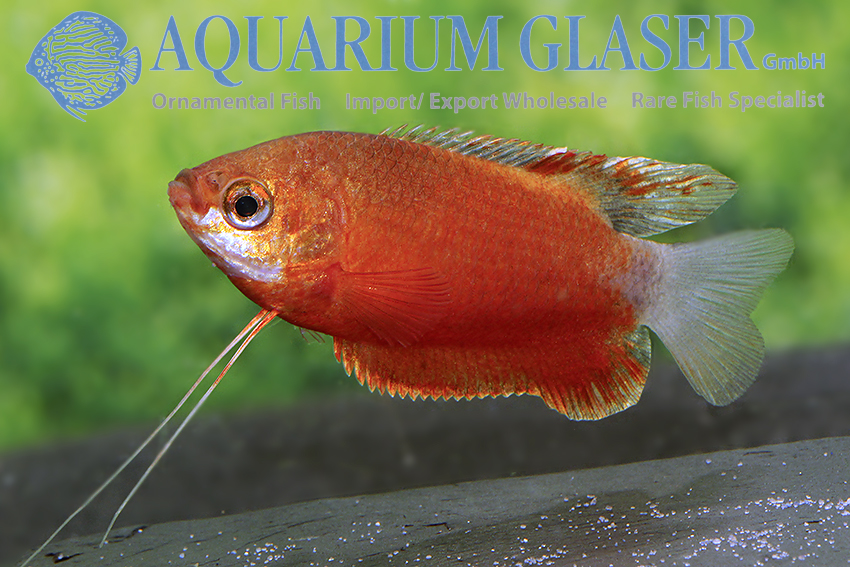 aquariumglaser's tweet photo. #Colisa #labiosa #Ruby #Red
find more details and pics @ https://t.co/kgExUnuDLM https://t.co/PWdU9B06Cx