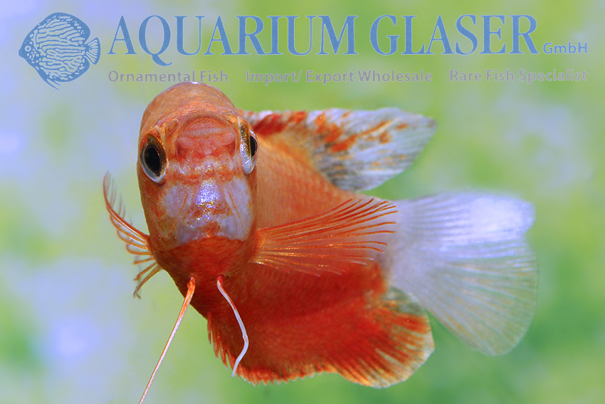 aquariumglaser's tweet photo. #Colisa #labiosa #Ruby #Red
find more details and pics @ https://t.co/kgExUnuDLM https://t.co/PWdU9B06Cx