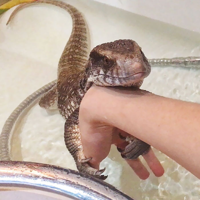 ReptilesHourly's tweet photo. hugs https://t.co/0bkjvdPefz
