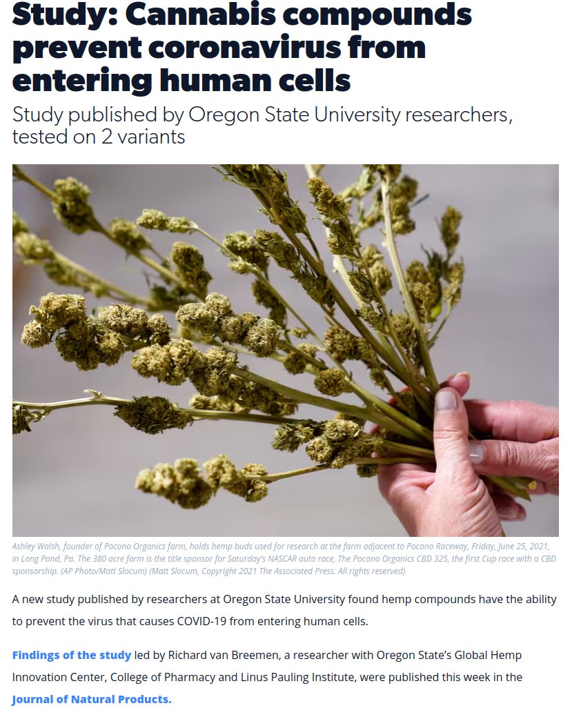 Hemp prevent coronavirus from entering human cells  scientists found that a pair of cannabinoid acids bind to the SARS-CoV-2 spike protein, blocking a critical step in the process the virus uses to infect people.  #propagandalive 
#cbdoil #week #cbdnews