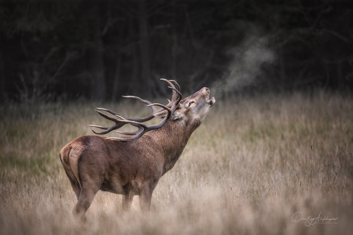 d_arkhipov's tweet photo. Noble deer 🦌 is the most beautiful animal of European forests. https://t.co/SzzZWMCwIq