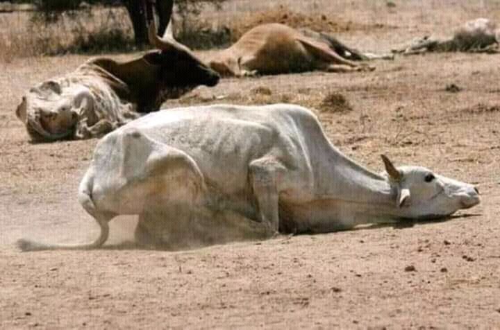 AdolaOda's tweet photo. The drought in the Guji Zones https://t.co/lMkx8XUcmX