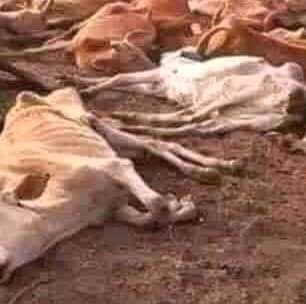 AdolaOda's tweet photo. The drought in the Guji Zones https://t.co/lMkx8XUcmX