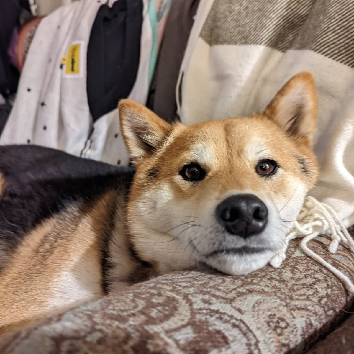 SecretlyAGirl's tweet photo. An average day for Kosmo https://t.co/K0eTPRdFyp