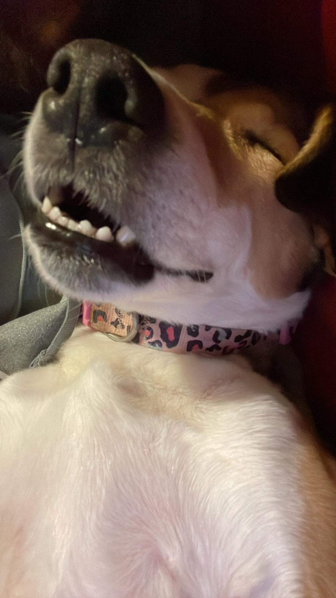 AngieH1980's tweet image. Ssnoooozzzeeeeeee 

#dogsoftwitter #sleepyDoggo