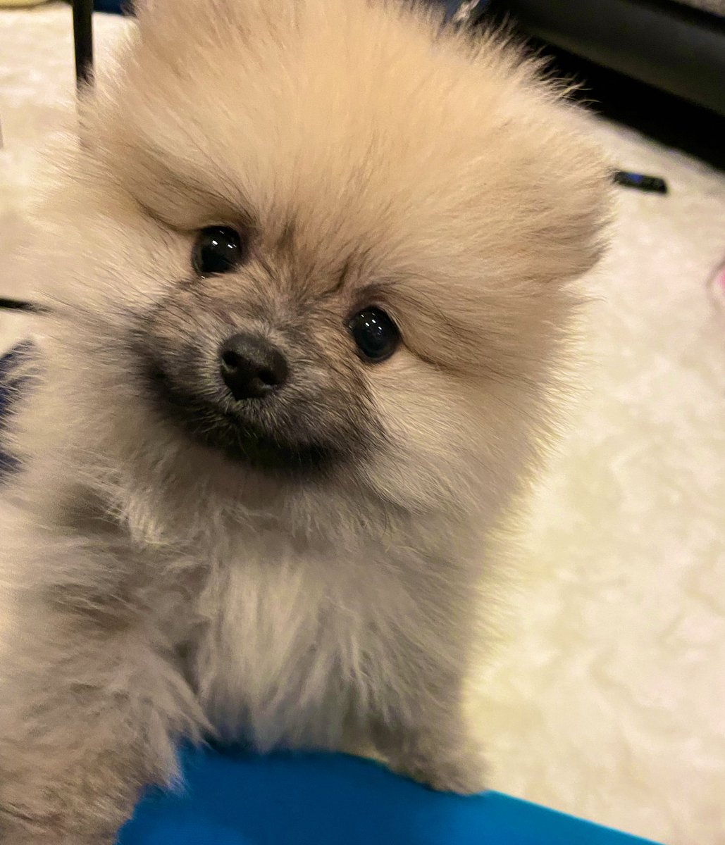 tanutanu0916's tweet photo. #みんなのパピー時代見せて https://t.co/O3eaVAGZuS
