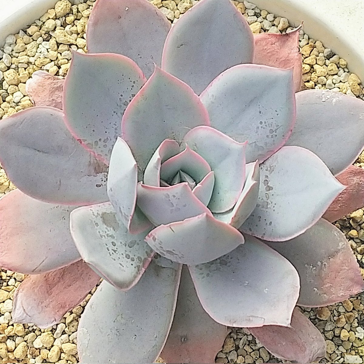 ysklol3's tweet photo. 輸入苗 販売中
https://t.co/niNJ1WHvHV

#8453多肉 #Succulents #Plants #多肉植物 #寄せ植え #韓国苗 #エケベリア #ハオルチア #グラプトペタルム #グラプトベリア #パキフィツム #塊根植物 #ケープバルブ #珍奇植物 #グリーノビア #輸入苗 #通販 #販売 https://t.co/FuyVFcOYW6