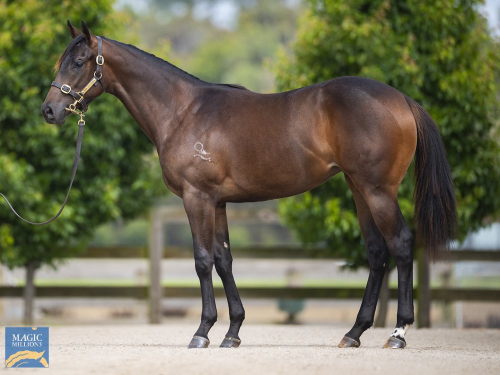 MuskCreekFarm's tweet photo. Many thanks to @andrewbobbin for purchasing Lot 1204 @mmsnippets!! We are extremely grateful for your support and hope you have great success with your purchase!!
We look forward to seeing you soon to thank you in person!! #herewecome #peninsulapower https://t.co/5jir6Xmsdt