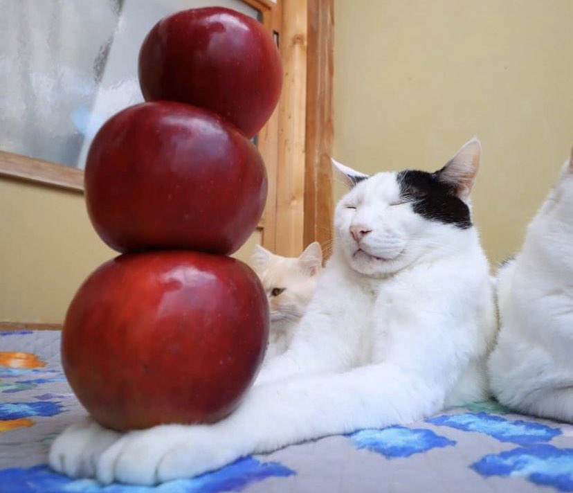 elijah_protz's tweet photo. @Fire_RL apple cat 😼 https://t.co/PZTIPZmP4K
