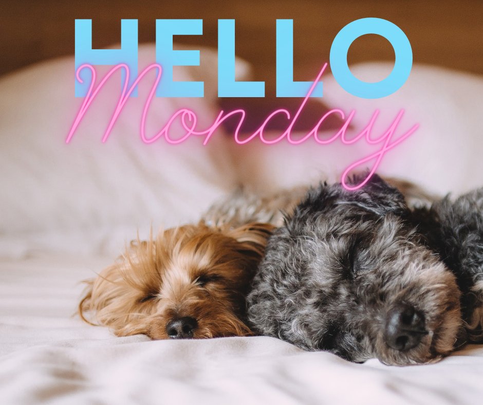 Pet_Connection's tweet image. How is it Monday already... 😴

Is anyone else feeling a lie in with their doggy and then a working from home in pyjamas type day?

#mondaymorning #workfromhome #dog #motivationmonday #riseandshine