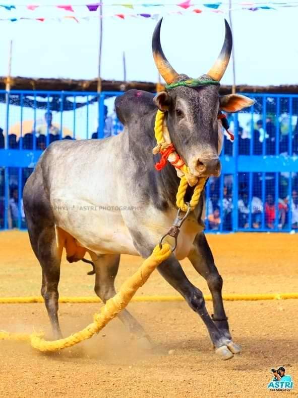 raja_ambalam's tweet photo. #அலங்காநல்லூர்_முத்தரையர்_ஜல்லிக்கட்டு https://t.co/1FRtL8MpkH