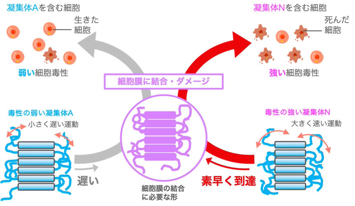QST_Japan's tweet photo. #QSTプレスリリース 「強い細胞毒性を示すアミロイドタンパク質凝集体特有の運動を発見 ～アルツハイマー病の治療薬開発に新たな視点を提示～」（ #QST ）

https://t.co/MRWSgksu0f

#QST #QSTプレスリリース #量子生命・医学部門 #量子生命研 https://t.co/JivaXQ73Ms