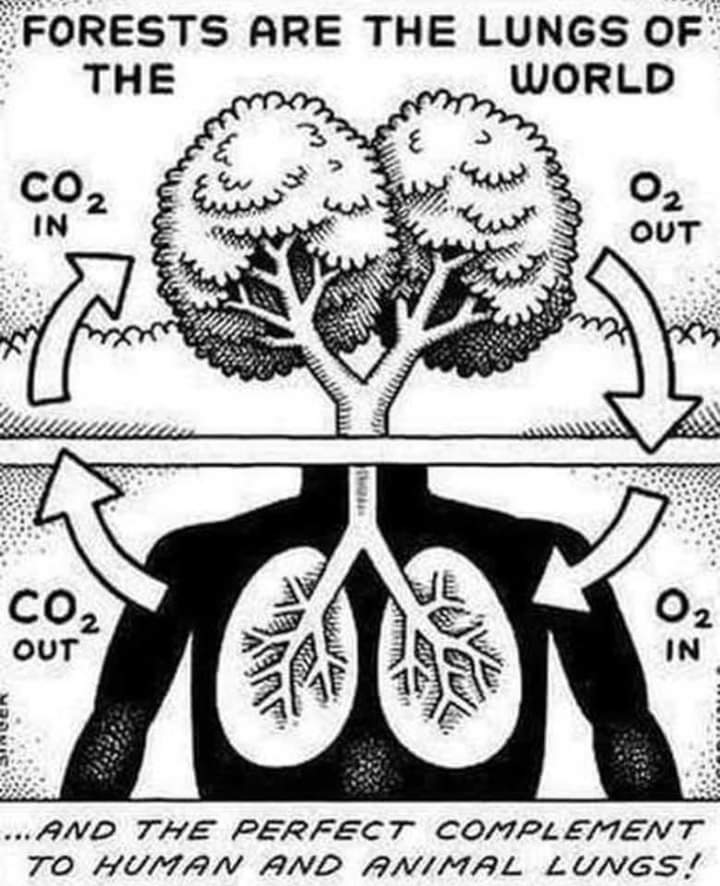 ImandiU's tweet image. "The environment is in us,not outside of us.
The trees are our lungs,
the rivers our bloodstream,
and what you do to the environment,
 ultimately you do to yourself"🍃
#Climatechange #Savenature