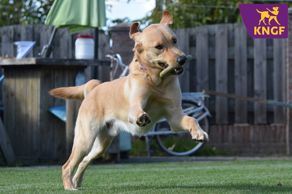 Het is vandaag natuurlijk gewoon een maandag. Maar mocht je je nou toch een tikkeltje 'blue' voelen, dan hopen we dat je door deze vrolijke foto van geleidehond in opleiding Duo weer wat blijer wordt. Retweet om wat vrolijkheid te verspreiden💜 #BlueMonday