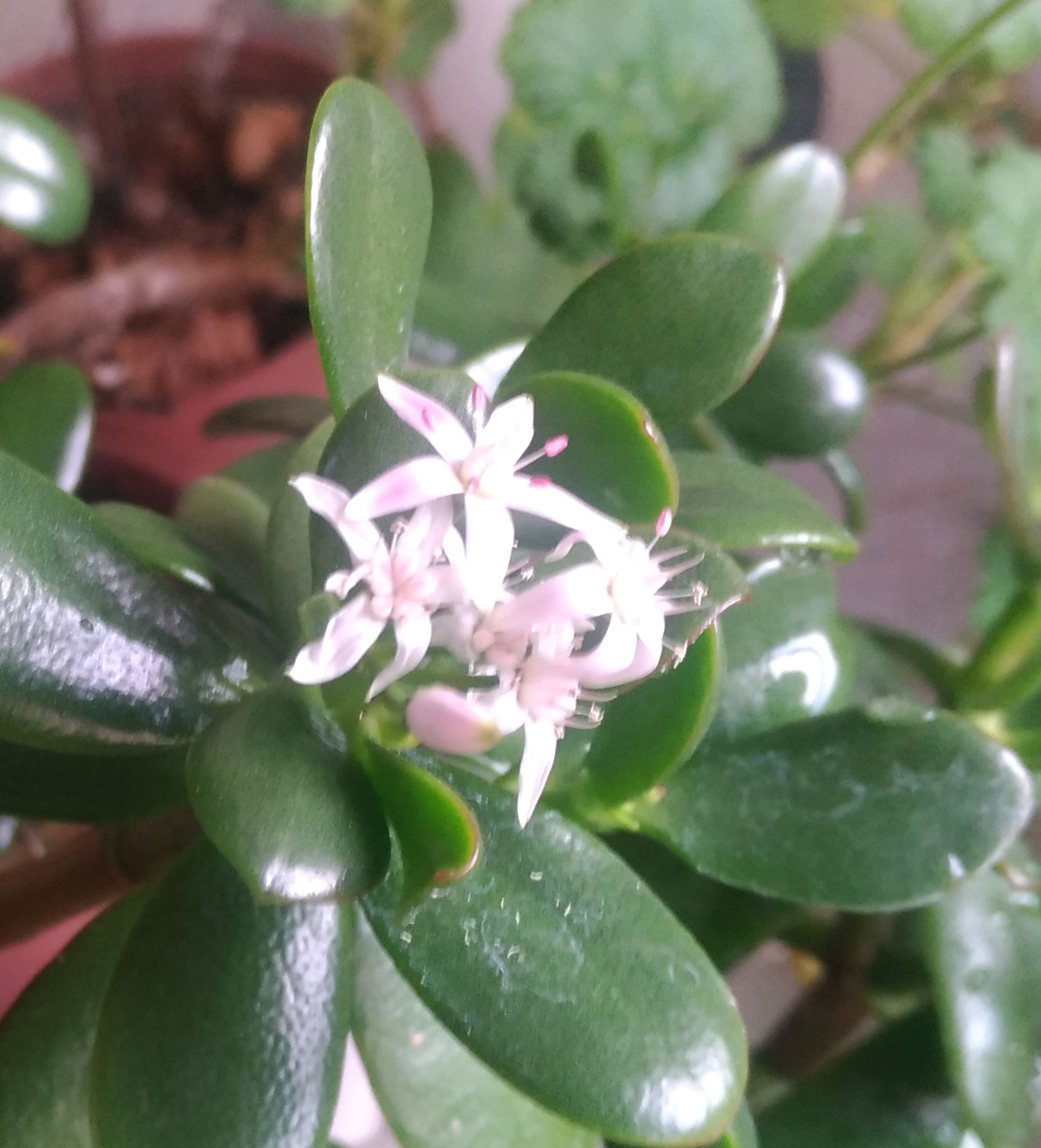 こころんグリーン わが家のカネノナルキが咲いています 白い小さな花が幾つも開いています 昨年より花数が減っているようです カネノナルキ 白い花 小さな花 冬の花 冬 園芸品種 多肉植物 園芸 ガーデニング 熊本市南区 熊本 T Co こころんグリーン わが家のカネノナルキが咲いています 白い小さな花が幾つも開いています 昨年より花数が減っているようです カネノナルキ 白い花 小さな花 冬の花 冬 園芸品種 多肉植物 園芸 ガーデニング 熊本市南区 熊本 T Co