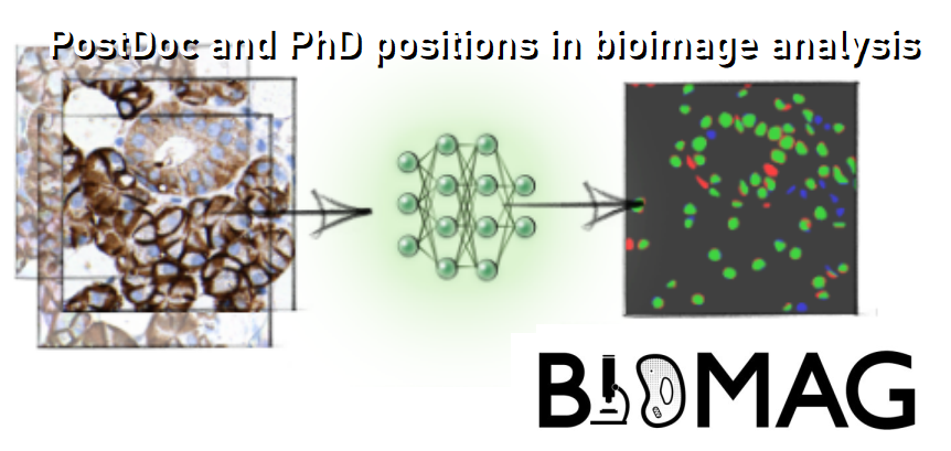 hpke1980's tweet image. We have open PhD, PostDoc and assistant positions  in the topic of 2/3D single-cell bioimage informatics using deep learning at @BIOMAGlab . Please RT.  @Deeplearning @singlecell 
group.szbk.u-szeged.hu/sysbiol/horvat…