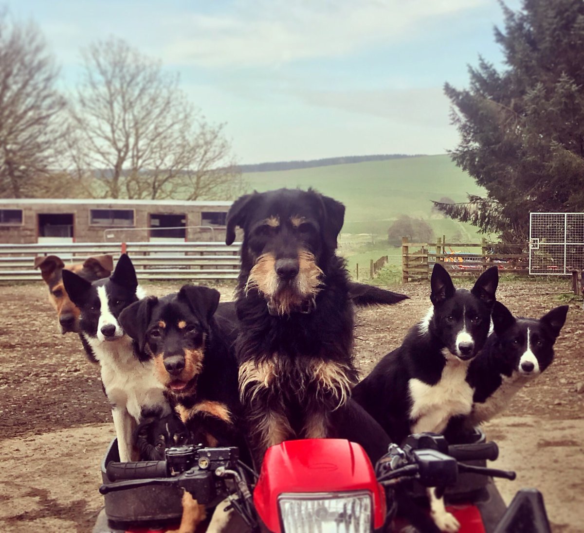 RSABI's tweet photo. Today, the 3rd Monday of January, is sometimes called #BlueMonday - so here are some happy faces full of anticipation to brighten up the day! If you are feeling low or have a problem you are struggling with, we are here for you -  seven days a week - on 0300 1114166. #keeptalking https://t.co/fWOUXol1ca