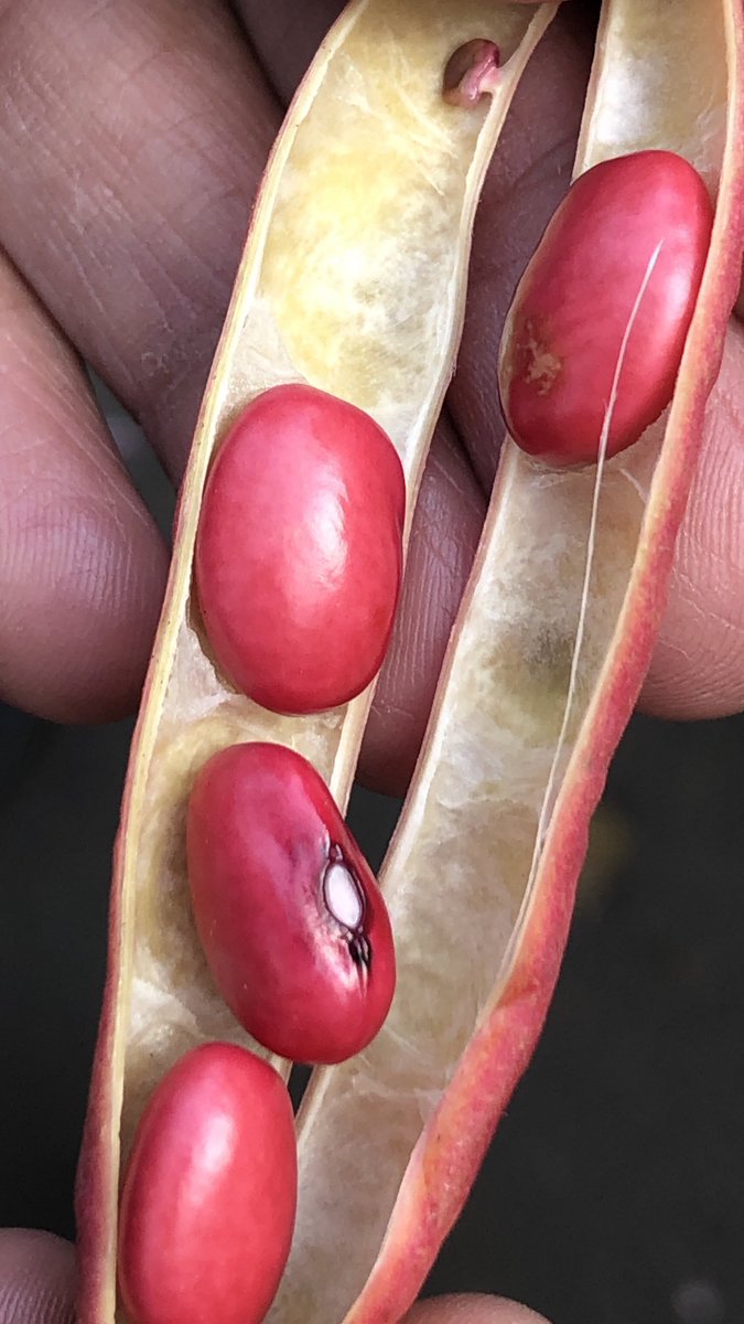 vrundavs's tweet photo. Anything in #pink ….my eyes don’t miss!
Never seen earlier !
It seems they are called Ooty rajma!
I bought 250 gms…will make a nice gravy for dosey tomorrow!
#pulses #kaaLu #VEGETABLES #pinkislove https://t.co/ZXfl1hsIyb