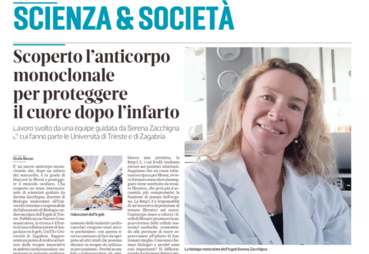 UniTrieste's tweet photo. Un anticorpo monoclonale che dopo l'infarto blocca la fibrosi e protegge il muscolo cardiaco. L'ha scoperto il team guidato da Serena Zacchigna, docente di Biologia molecolare UniTS, responsabile del laboratorio di Biologia cardiovascolare @ICGEB

Oggi su @il_piccolo in edicola https://t.co/oqLcOfXuj6