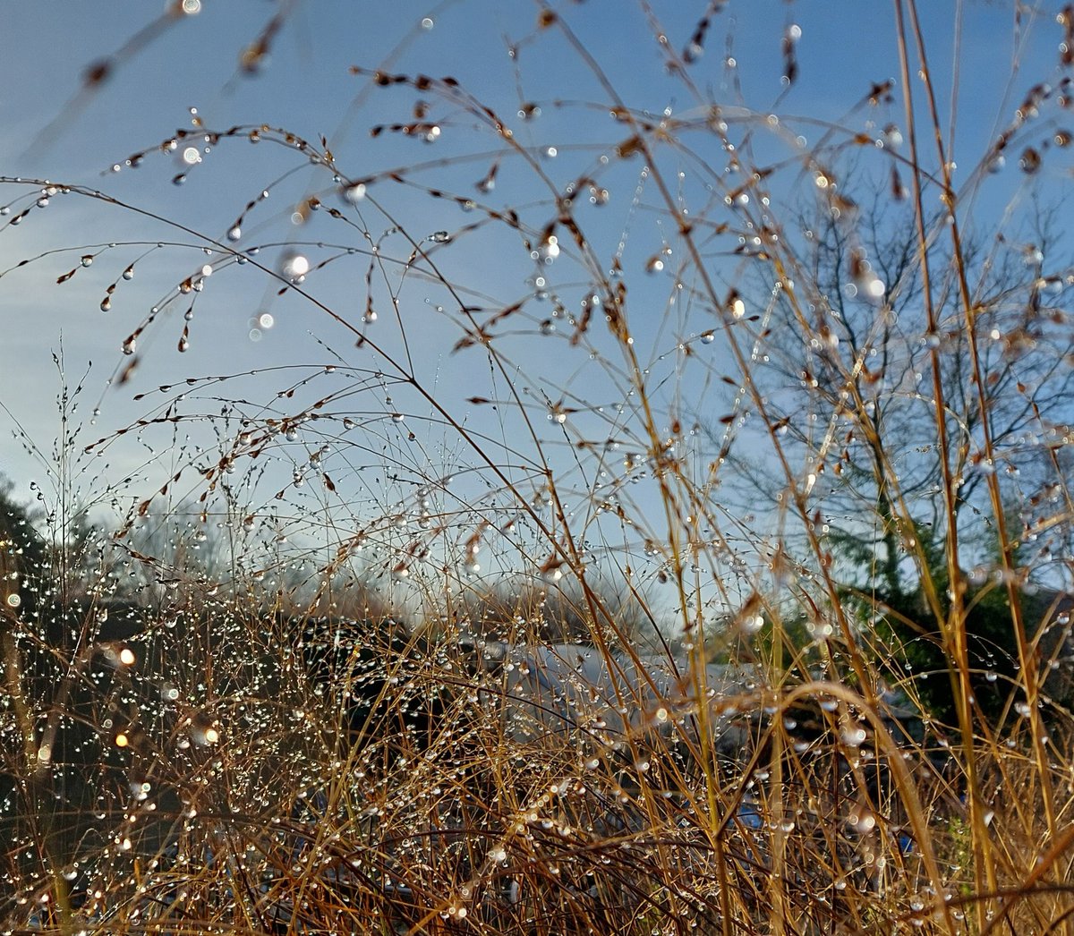 PlantPref's tweet photo. Panicum virgatum 'Prairie Sky'

#panicum #panicumvirgatum #panicumvirgatumprairiesky #wintergarden #ornamentalgrasses #seedheads #peatfree #mailorderplants #plantsforsale https://t.co/9YS398rzRR