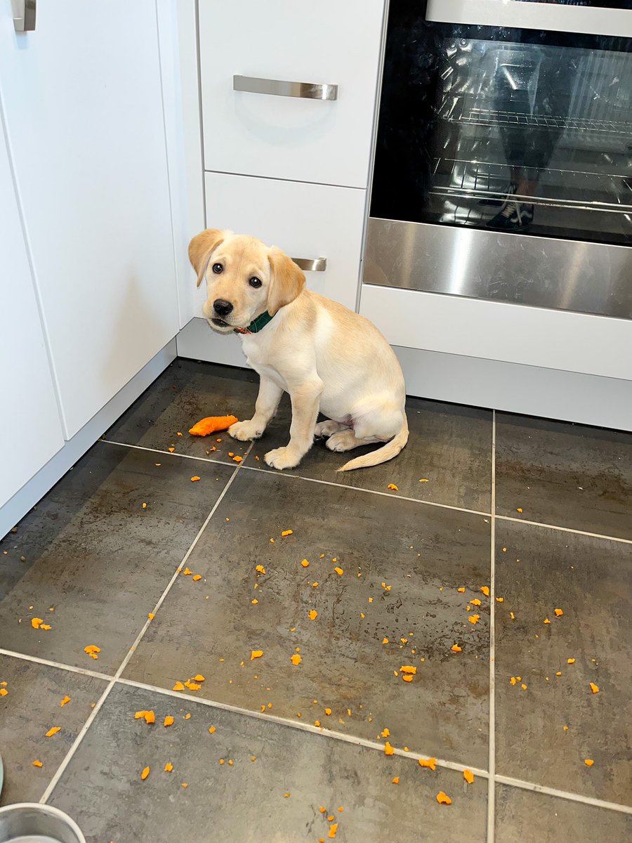 olivethefawnlab's tweet photo. Good Morning to all my fur friends! 
I tried carrots yesterday and they’re my new favourite snack! 🥕 although I’m not sure mummy enjoyed cleaning up the mess! 🐶
#DogsofTwittter #dogs #Labrador #labradorretriever https://t.co/iVg5DAkIZC